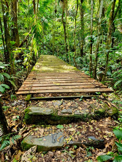 Free A wooden path through a dense, lush green forest, providing a serene nature walk. Stock Photo