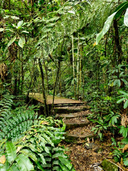 Free Explore a dense, verdant pathway in a tropical rainforest with stone steps. Stock Photo