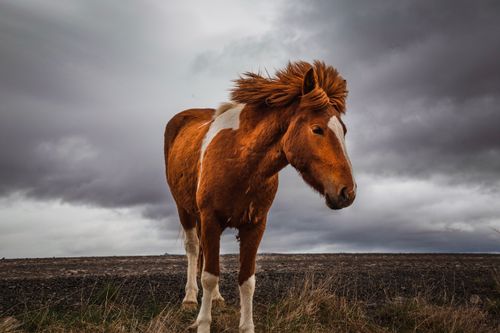 Free A brown and white horse standing in a grassy field under a cloudy sky. Stock Photo