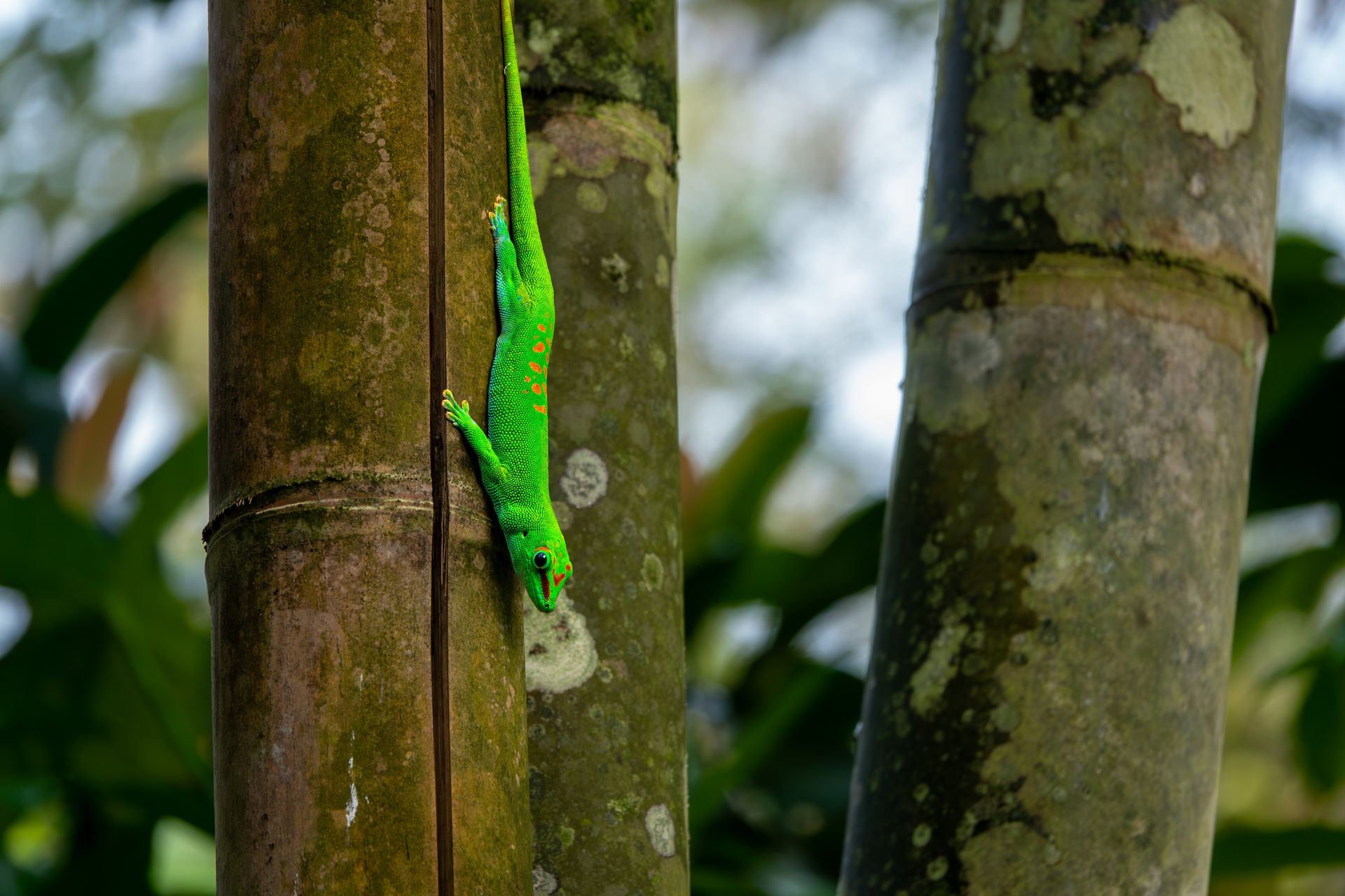 Bright green gecko with red spots climbing bamboo in Zürich, capturing nature's beauty.