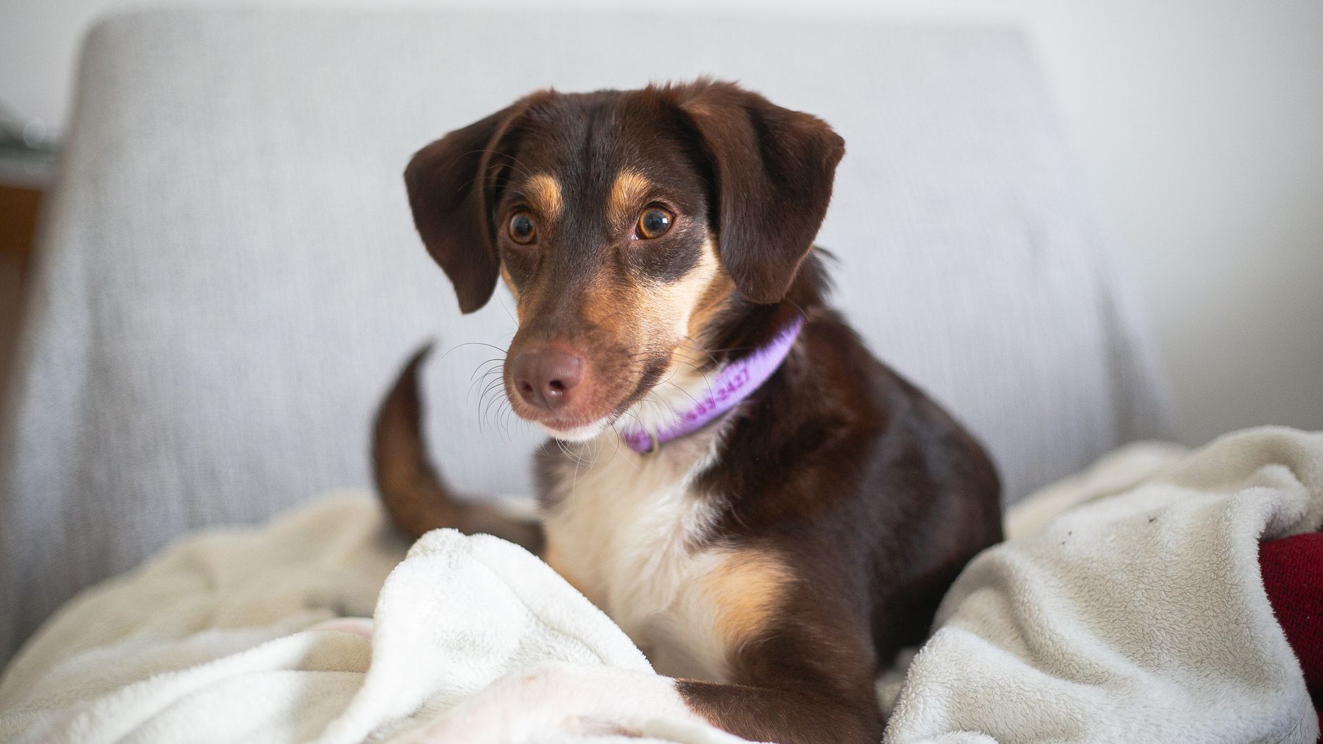 Veterinary care for a dog