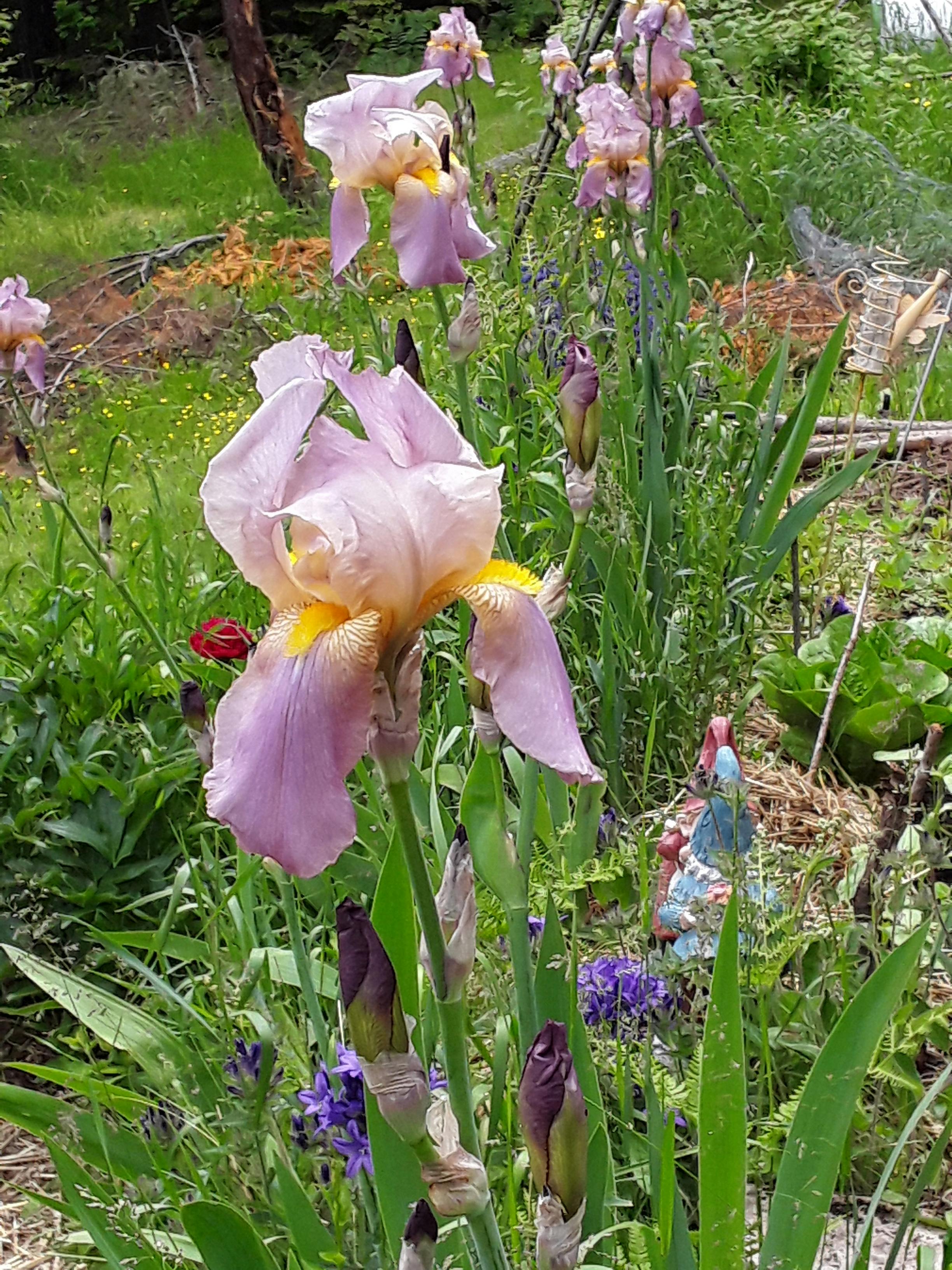 Free stock photo of garden, green, irises