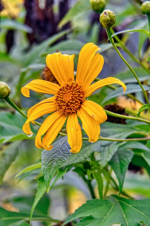 Photo En Gros Plan De Fleur Jaune