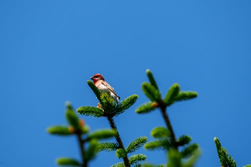 The common rosefinch (Carpodacus erythrinus) or scarlet rosefinch is the most widespread and common rosefinch of Asia and Europe. 