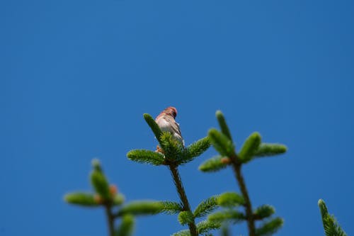 The common rosefinch (Carpodacus erythrinus) or scarlet rosefinch is the most widespread and common rosefinch of Asia and Europe. 