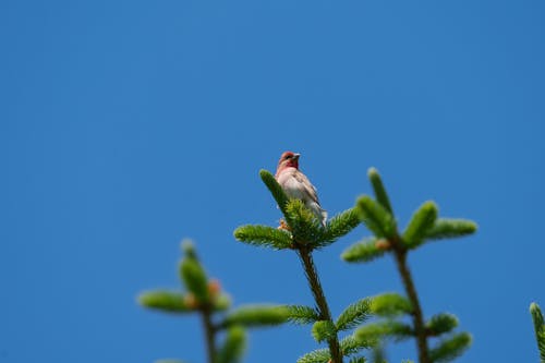 The common rosefinch (Carpodacus erythrinus) or scarlet rosefinch is the most widespread and common rosefinch of Asia and Europe. 