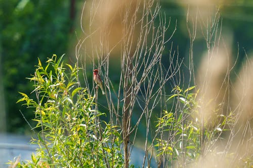 The common rosefinch (Carpodacus erythrinus) or scarlet rosefinch is the most widespread and common rosefinch of Asia and Europe. 