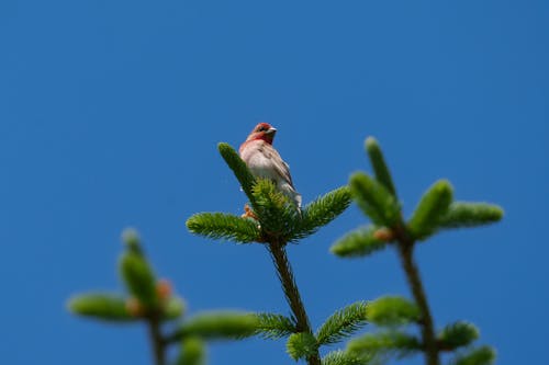 The common rosefinch (Carpodacus erythrinus) or scarlet rosefinch is the most widespread and common rosefinch of Asia and Europe. 