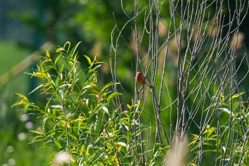 The common rosefinch (Carpodacus erythrinus) or scarlet rosefinch is the most widespread and common rosefinch of Asia and Europe. 