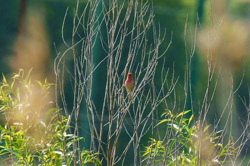 The common rosefinch (Carpodacus erythrinus) or scarlet rosefinch is the most widespread and common rosefinch of Asia and Europe. 