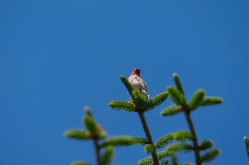 The common rosefinch (Carpodacus erythrinus) or scarlet rosefinch is the most widespread and common rosefinch of Asia and Europe. 