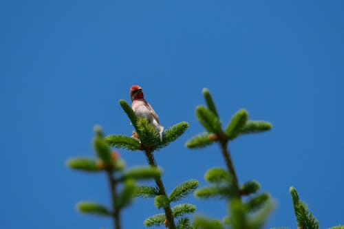 The common rosefinch (Carpodacus erythrinus) or scarlet rosefinch is the most widespread and common rosefinch of Asia and Europe. 