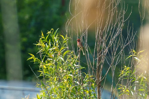 The common rosefinch (Carpodacus erythrinus) or scarlet rosefinch is the most widespread and common rosefinch of Asia and Europe. 