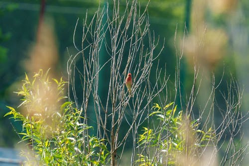 The common rosefinch (Carpodacus erythrinus) or scarlet rosefinch is the most widespread and common rosefinch of Asia and Europe. 