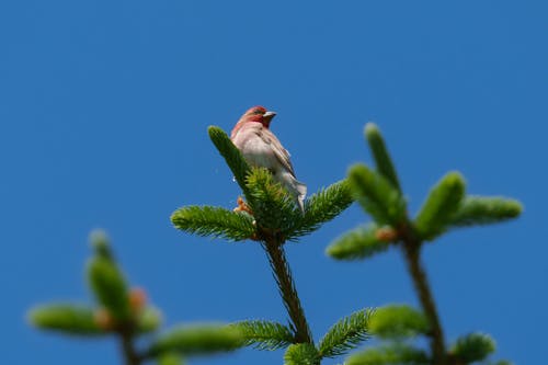 The common rosefinch (Carpodacus erythrinus) or scarlet rosefinch is the most widespread and common rosefinch of Asia and Europe. The common rosefinch (Carpodacus erythrinus) or scarlet ro...