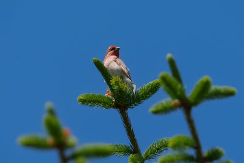 The common rosefinch (Carpodacus erythrinus) or scarlet rosefinch is the most widespread and common rosefinch of Asia and Europe. 