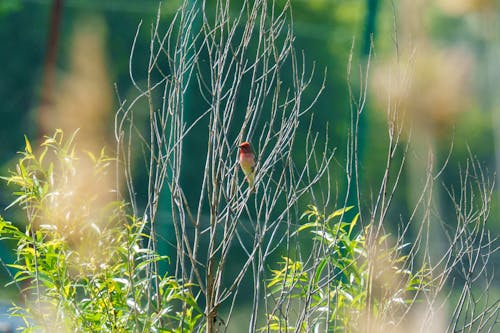 The common rosefinch (Carpodacus erythrinus) or scarlet rosefinch is the most widespread and common rosefinch of Asia and Europe. 