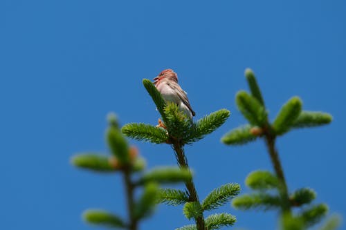 The common rosefinch (Carpodacus erythrinus) or scarlet rosefinch is the most widespread and common rosefinch of Asia and Europe. 