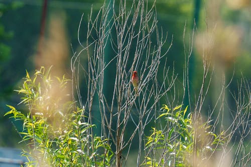 The common rosefinch (Carpodacus erythrinus) or scarlet rosefinch is the most widespread and common rosefinch of Asia and Europe. 