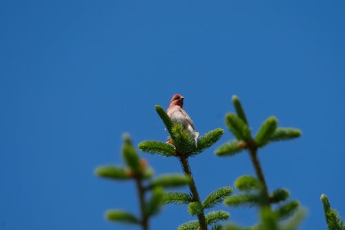 The common rosefinch (Carpodacus erythrinus) or scarlet rosefinch is the most widespread and common rosefinch of Asia and Europe. 