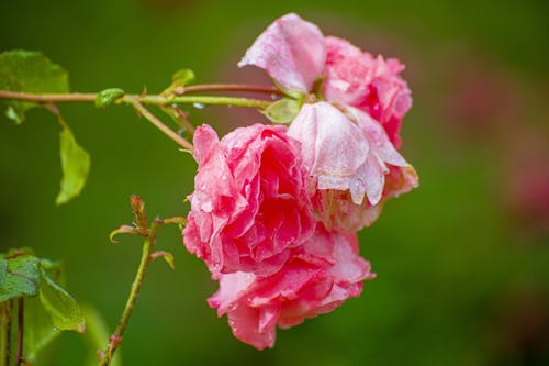 赤いバラの無料の写真素材