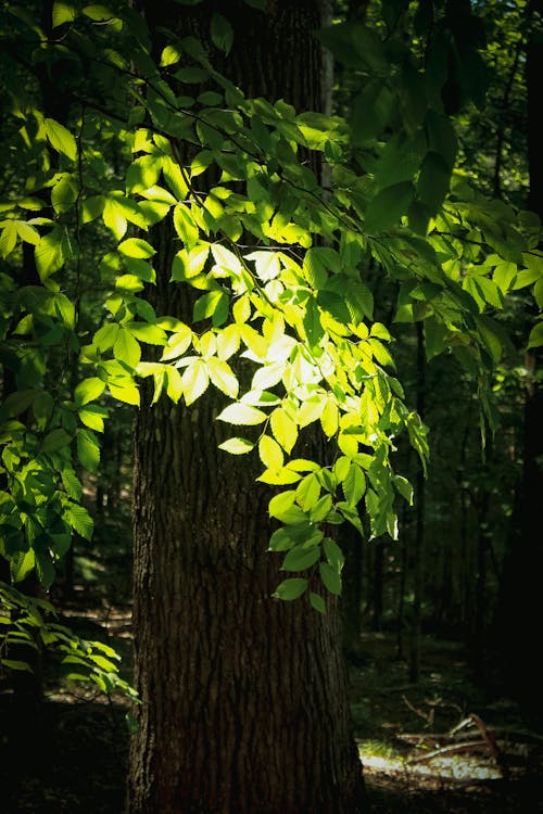 Бесплатное стоковое фото с дерево, зеленый, лист