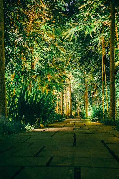 夜, 小径, 森林の無料の写真素材
