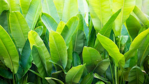 Free stock photo of banana, banana leaf, green