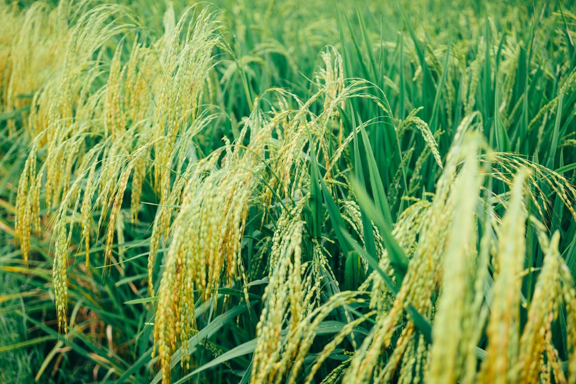 Free Close-Up Photo Of Rice Plains Stock Photo