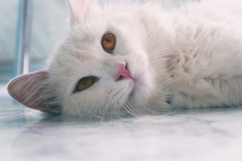 Close-Up Photo of White Cat Lying Down