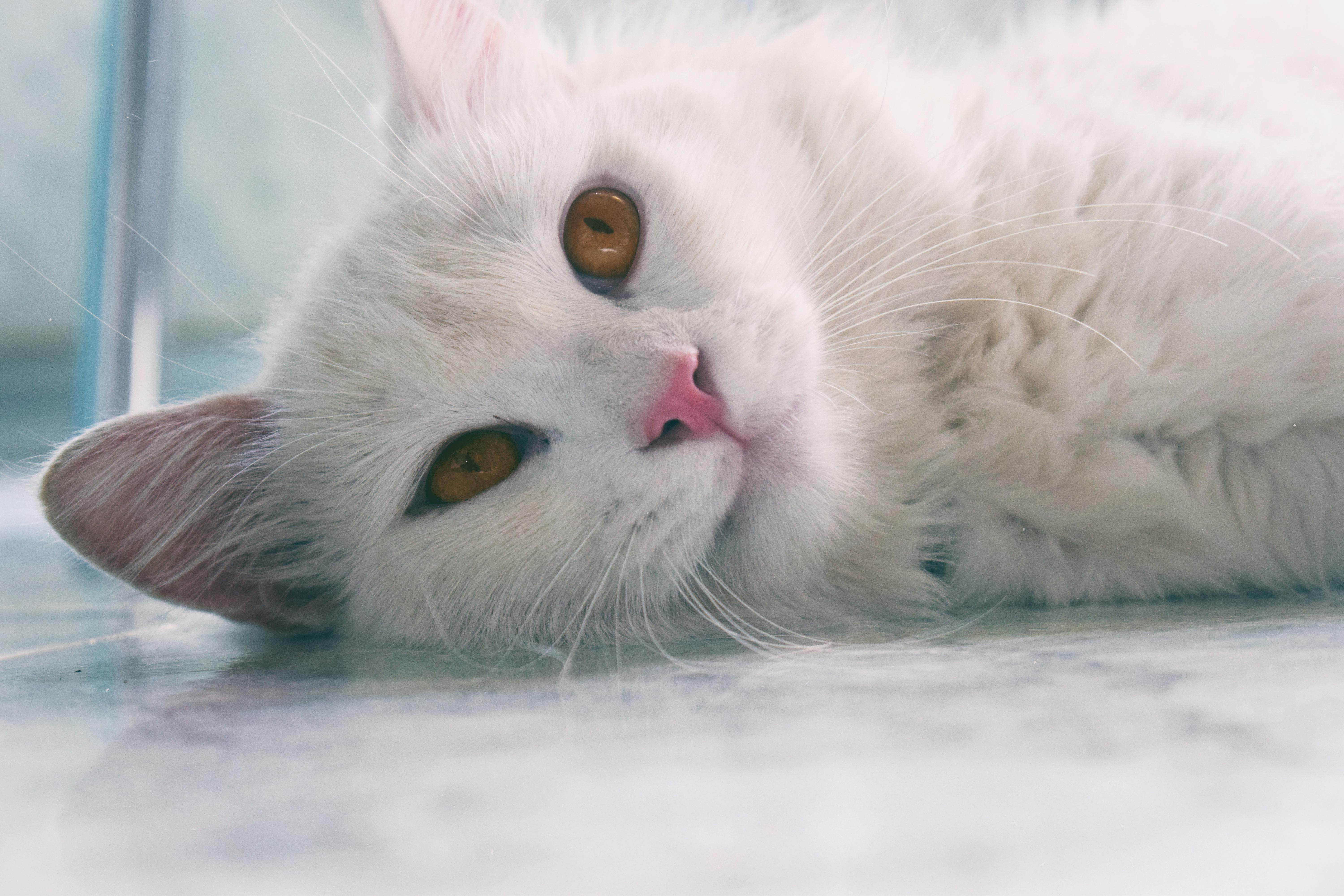 Close Up Photo Of White Cat Lying Down Free Stock Photo