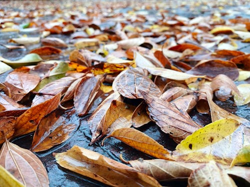 Gratis lagerfoto af atmosfera de outono, brune blade, efterår
