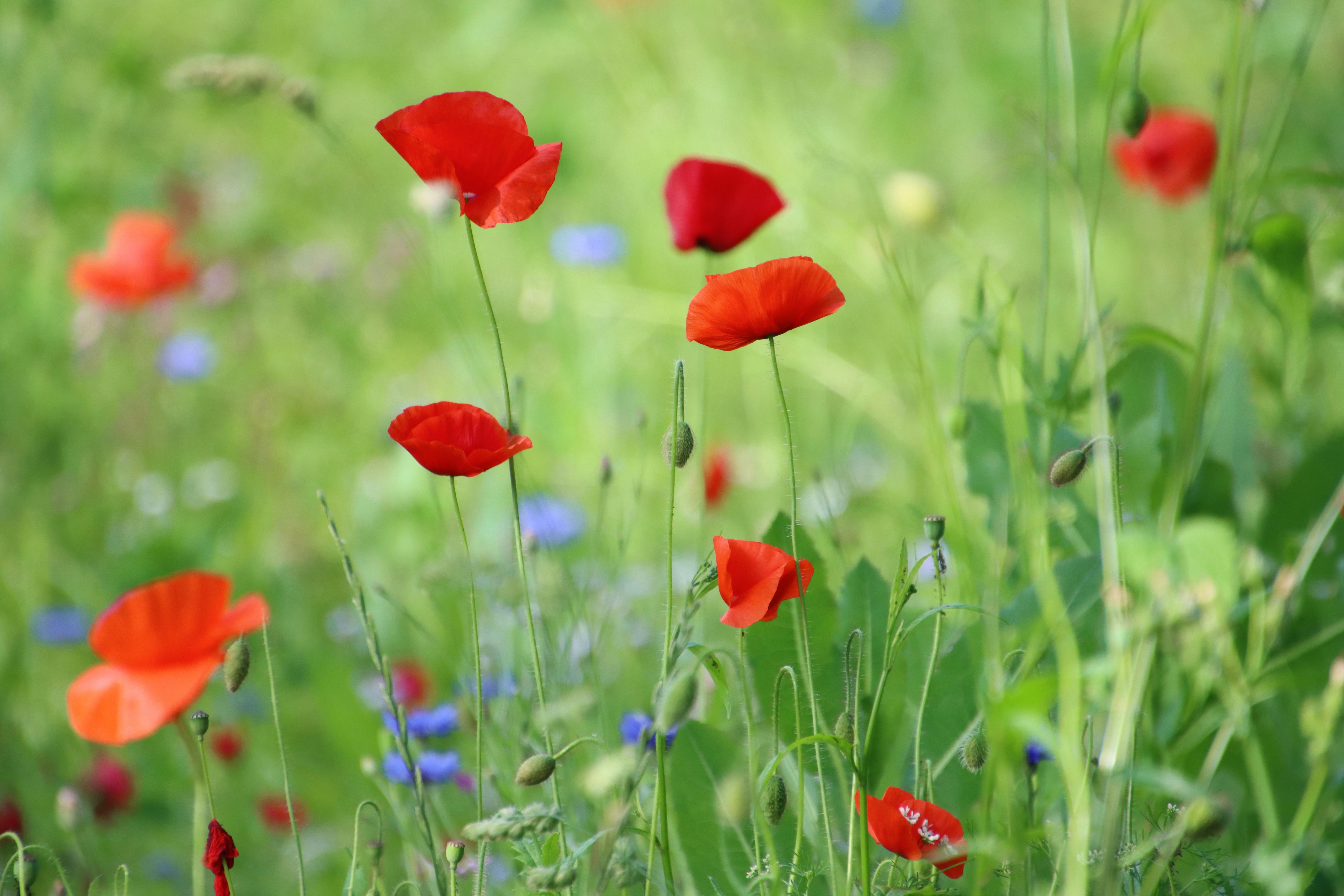 A lush meadow with vibrant red poppies in full bloom, capturing the essence of summer.