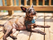 一只可爱的棕色梗狗在阳光明媚的户外木甲板上闲逛