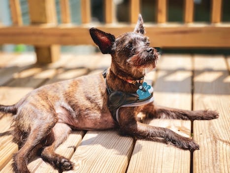 一只可爱的棕色梗狗在阳光明媚的户外木甲板上闲逛