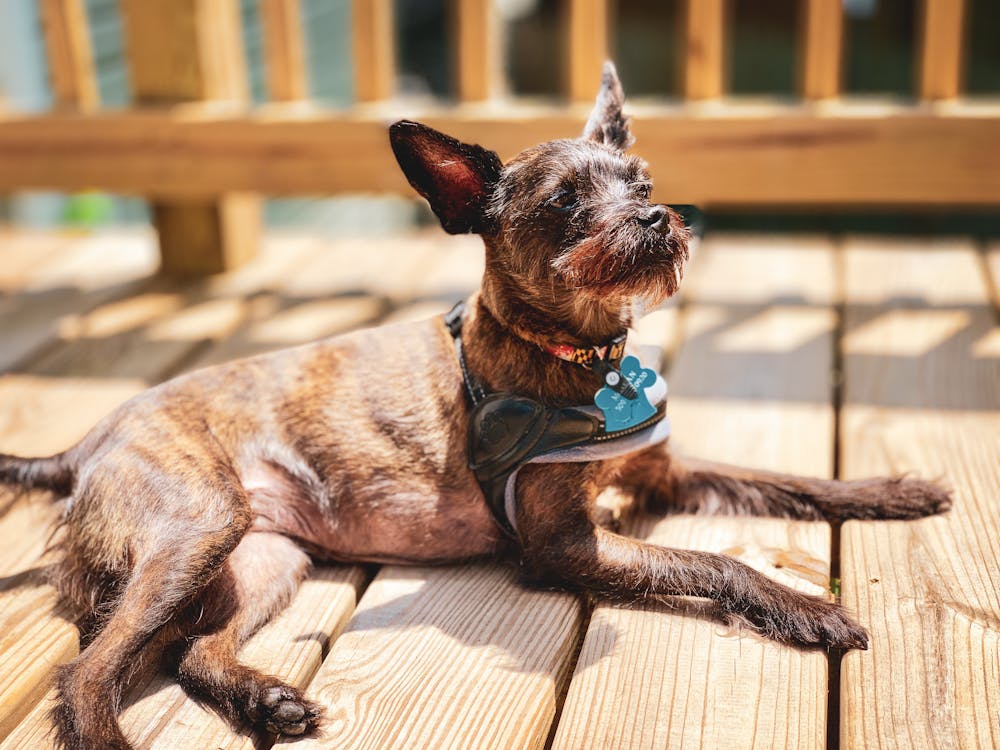 Photo of Brown Dog Lying Down on Wooden Deck