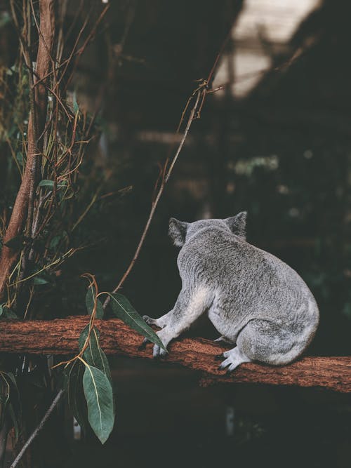 Koala Seated On Tree Branch