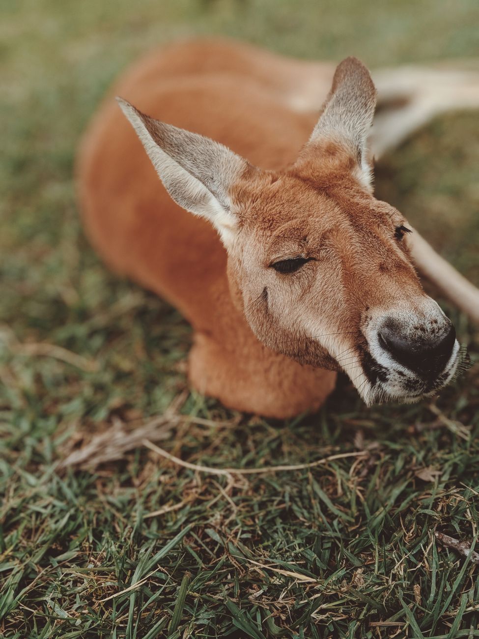 Close-up van een kangoeroer liggend op gras in Australia, met zijn natuurlijke habitat.