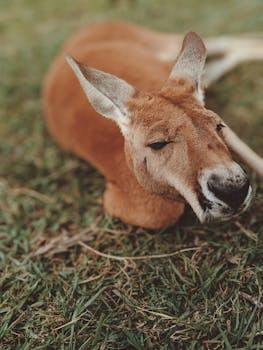 Close-up of a kangaroo lying on grass in Australia, showcasing its natural habitat.