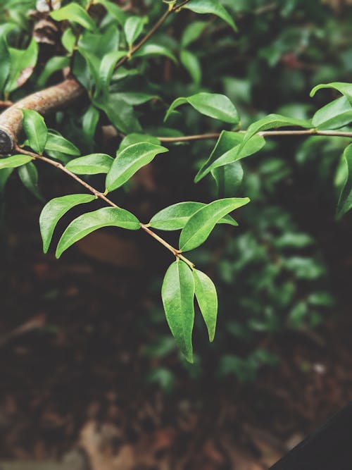 綠色植物