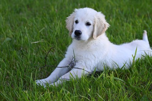 Free Adorable white puppy lying in a green field on a sunny day, enjoying nature. Stock Photo