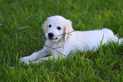 Free Adorable Golden Retriever puppy lying on grassy field with stick. Perfect pet photography. Stock Photo