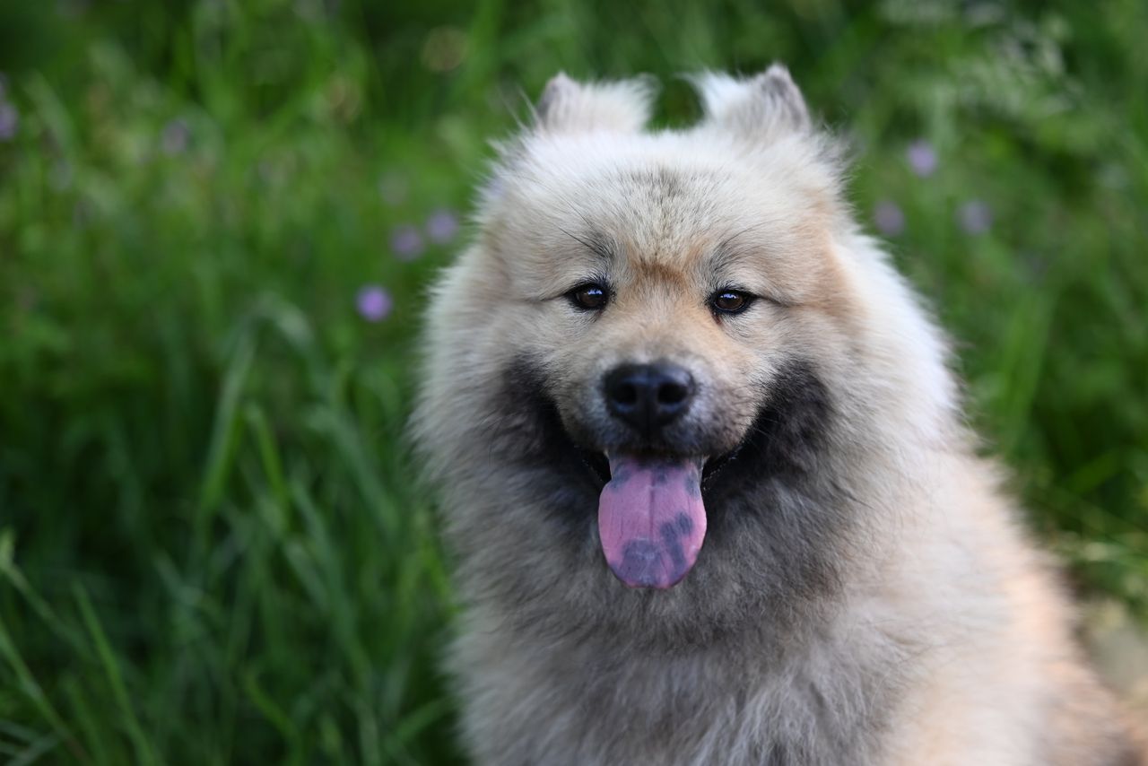 charming portrait of a fluffy eurasier dog in a lush green outdoor set