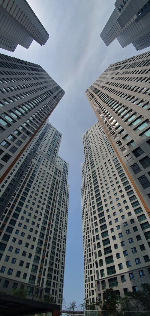 forest of buildings