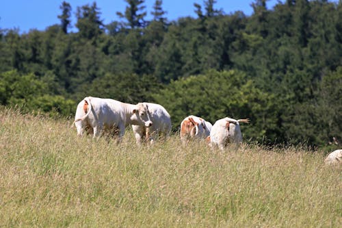 Δωρεάν στοκ φωτογραφιών με αγελάδα, αγελάδες, αγρόκτημα