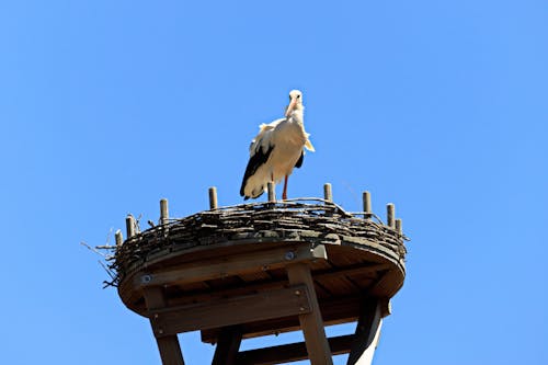 Fotobanka s bezplatnými fotkami na tému bocian, chlapec, dom