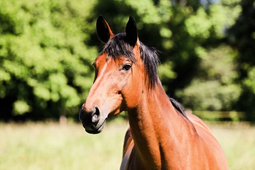 Free A captivating portrait of a majestic bay horse in a sunny pasture, exuding strength and beauty. Stock Photo