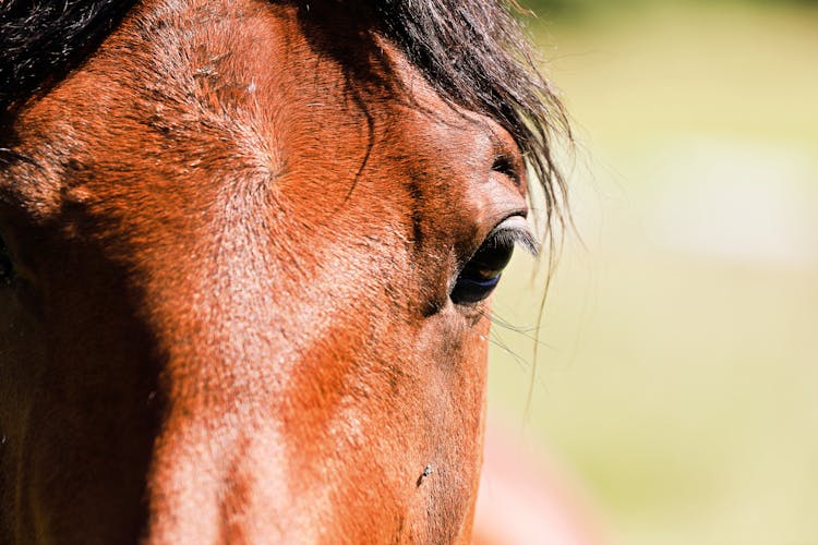 Brown Horse Head