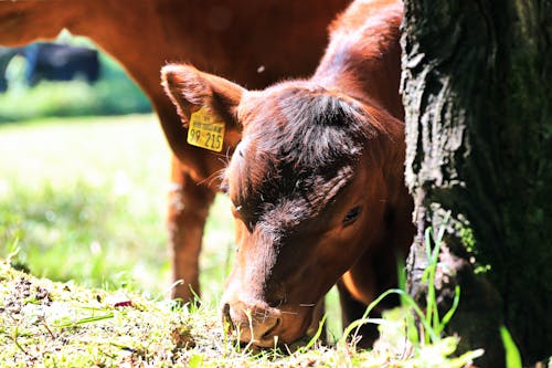 Δωρεάν στοκ φωτογραφιών με αγελάδες, άγρια φύση, αγρόκτημα