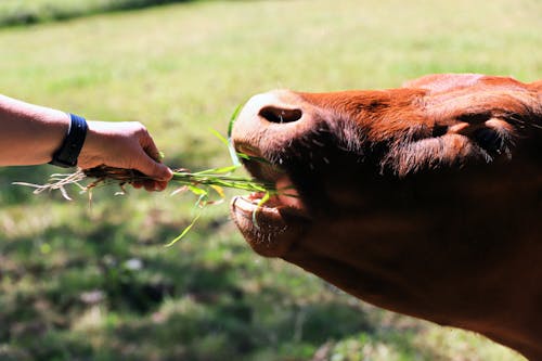 Δωρεάν στοκ φωτογραφιών με fprtress, αγελάδες, βόδια